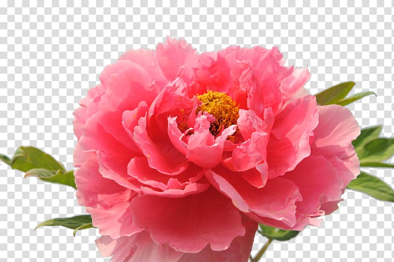Luoyang Carnation Floral emblem National Flower of the Republic of China, National flower peony transparent background PNG clipart