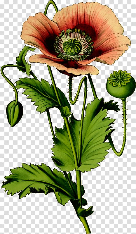 Opium poppy Common poppy , poppies transparent background PNG clipart