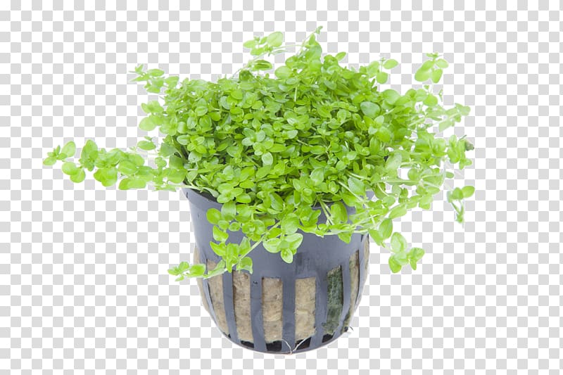 Hemianthus micranthemoides Hemianthus callitrichoides Aquarium Plant Light, plant transparent background PNG clipart