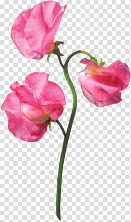 Garden roses Flower Pink Sweet pea, flower transparent background PNG clipart