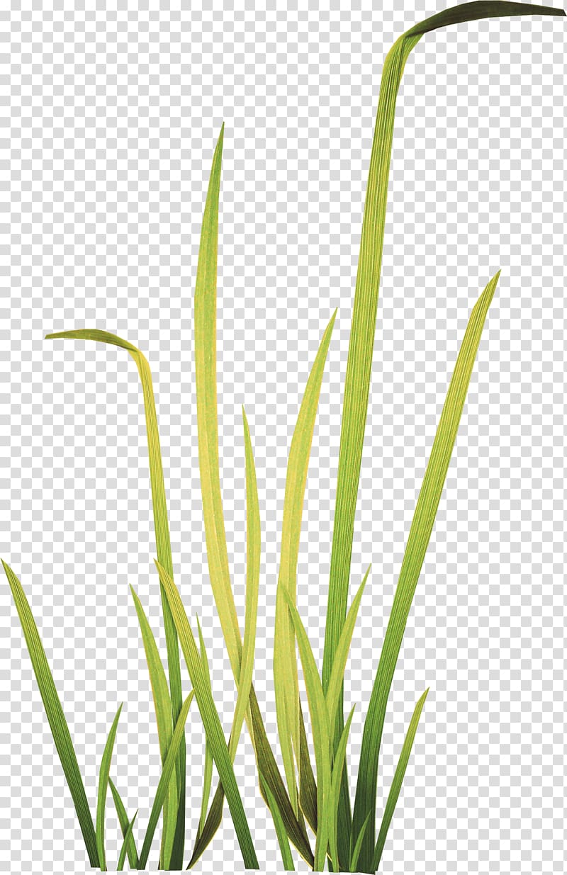 Herbaceous plant Meadow , grass transparent background PNG clipart