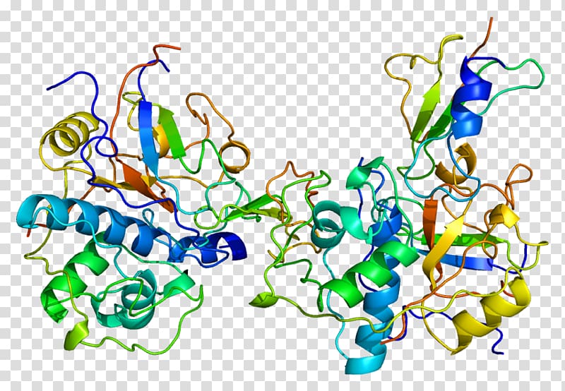 Thyroglobulin domain Cathepsin Structure Protein Data Bank, Protein Domain transparent background PNG clipart