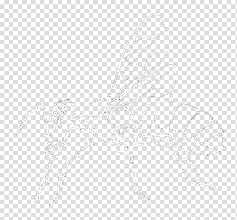 Butterfly Fairy Insect Wing Sketch, butterfly transparent background PNG clipart