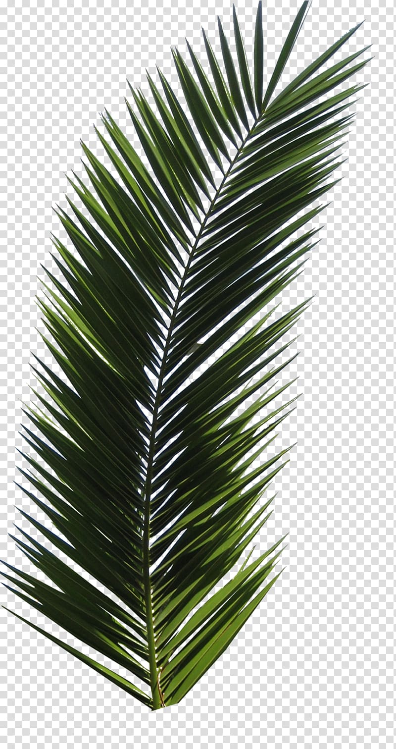 green palm leaves illustration, Autumn leaf color Computer file, Palm tree transparent background PNG clipart