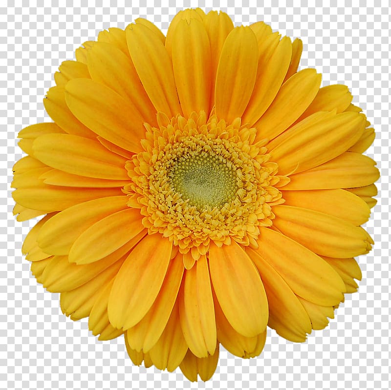 Transvaal daisy Yellow Flower , flower transparent background PNG clipart