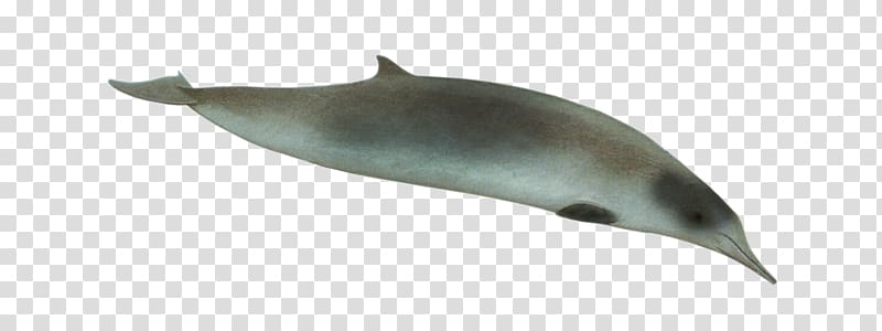 Tucuxi Common bottlenose dolphin Porpoise Northern bottlenose whale, dolphin transparent background PNG clipart