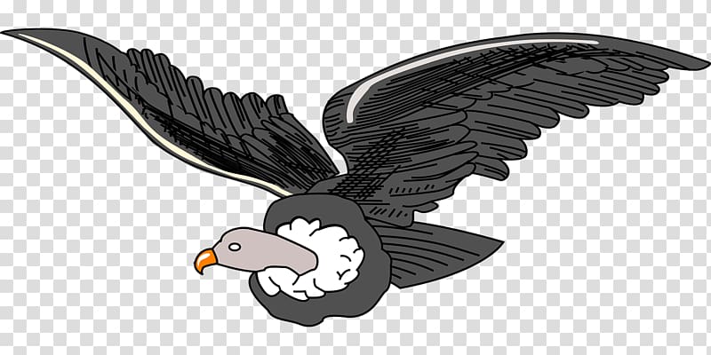 Andean condor Andes , Bird transparent background PNG clipart