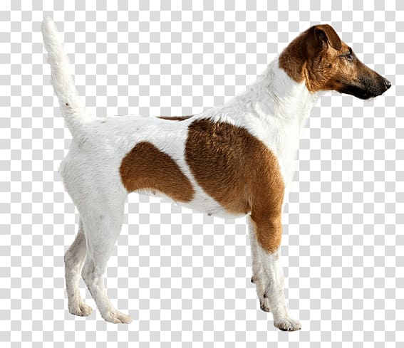 Smooth Fox Terrier Jack Russell Terrier English Foxhound Parson Russell Terrier Miniature Fox Terrier, others transparent background PNG clipart