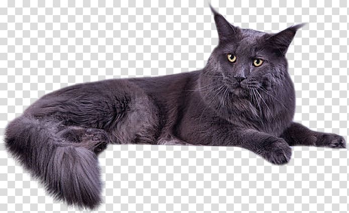 Maine Coon Bombay cat Nebelung Black cat Malayan cat, kitten transparent background PNG clipart