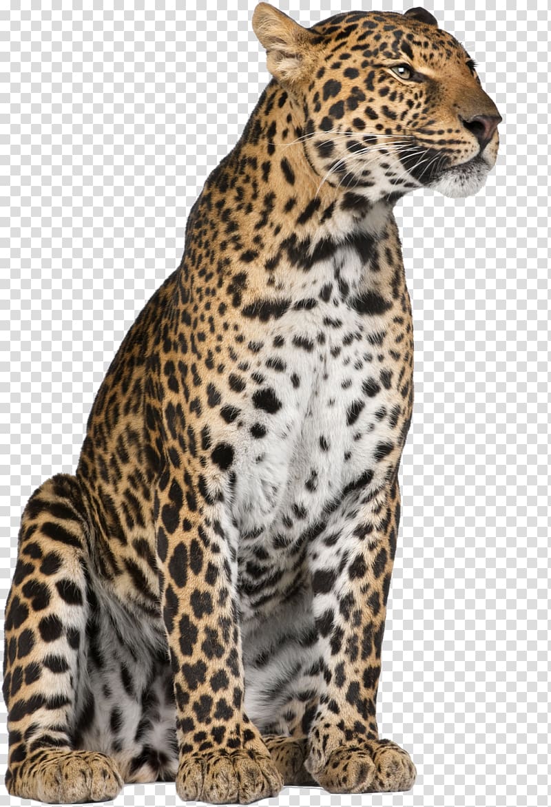 Leopard Jaguar Cheetah Felidae Whiskers, leopard transparent background PNG clipart