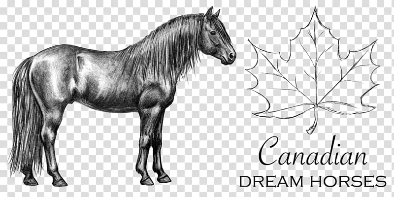 Canadian horse Mustang Pony Stallion Pack animal, mustang transparent background PNG clipart