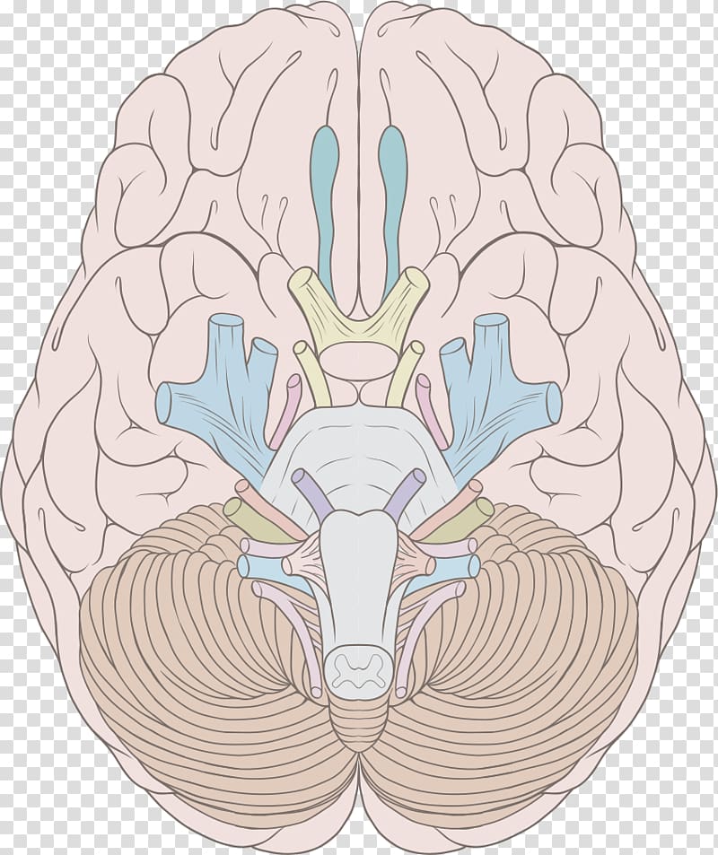 Cranial nerves Human brain Nervous system Brainstem, Brain transparent background PNG clipart