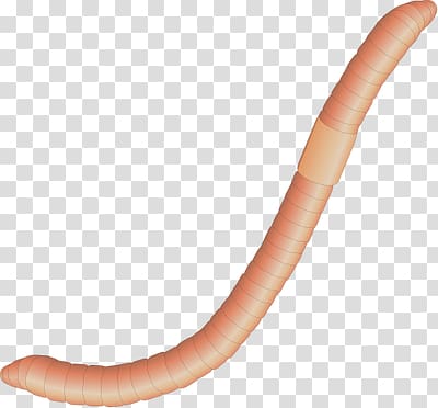 Worms transparent background PNG clipart