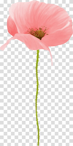 Papaver Orientale Transparent Background Png Cliparts Free