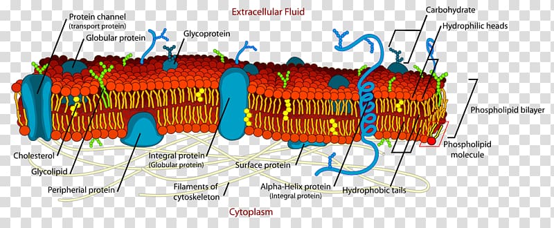 Cell membrane Biological membrane Lipid bilayer Fluid mosaic model, vines winding number transparent background PNG clipart