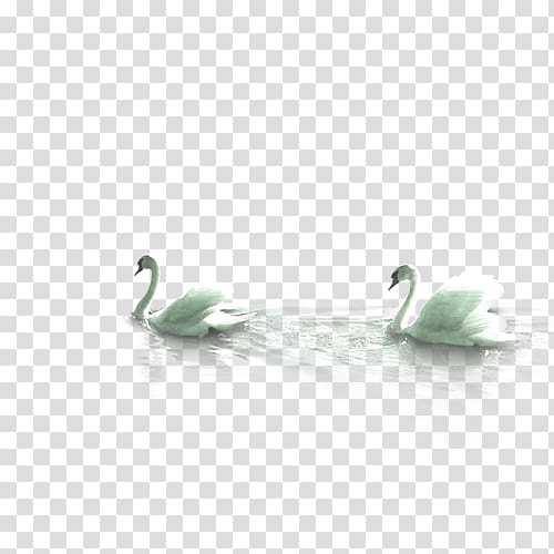 two white swans, Duck Mute swan Bird, swan transparent background PNG clipart