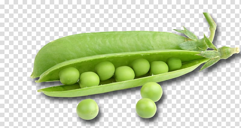 Snap pea Broad bean Lima bean Food, pea transparent background PNG clipart