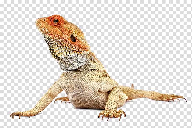 Reptile Central bearded dragon Health Pet, health transparent background PNG clipart