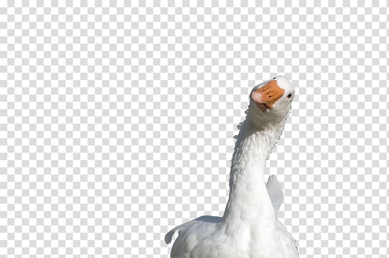 white goose, Roast goose Duck Ganso Anjou, goose transparent background PNG clipart