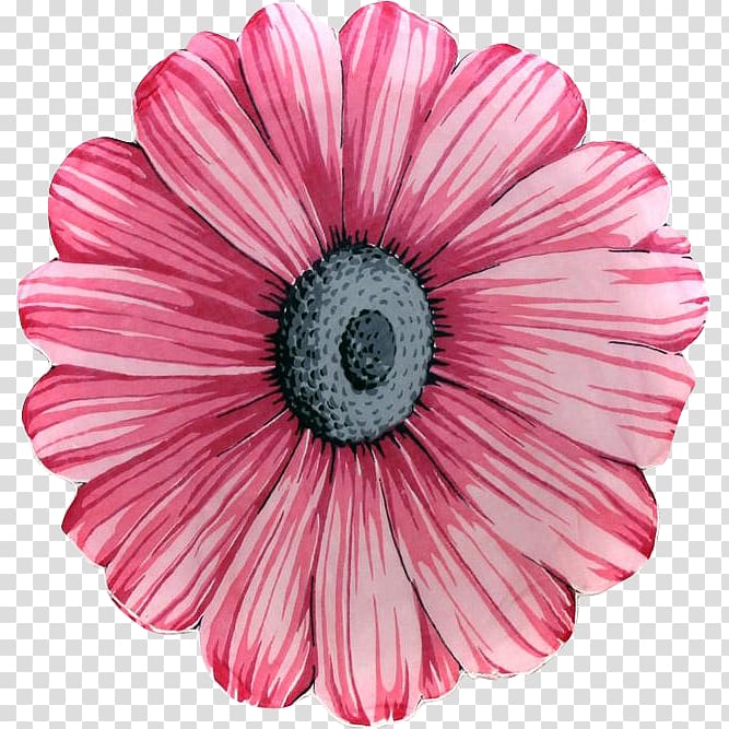 Flower Pink Petal Common daisy, pink flower calendar transparent background PNG clipart