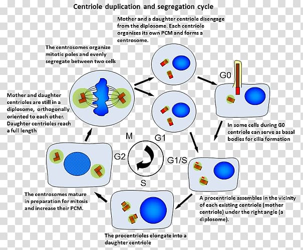 centrosome cycle centrosome duplication Animal, others transparent background PNG clipart