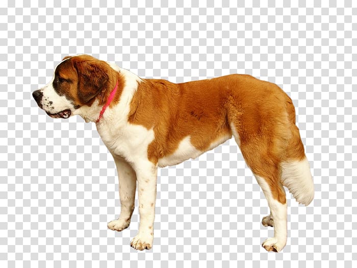 St. Bernard Drentse Patrijshond Dog breed Labrador Retriever, cane corso transparent background PNG clipart