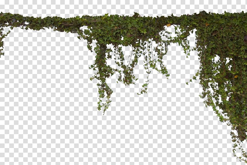green leafed plant illustration, Vine Tree, vines transparent background PNG clipart