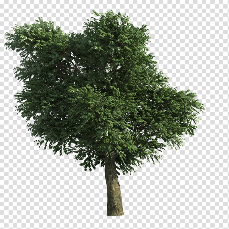 Stone pine Tree, tree transparent background PNG clipart