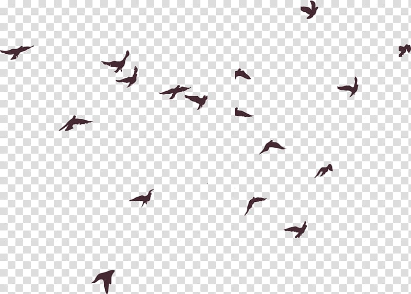 low angle of flock of flying birds under blue sky, Bird Silhouette, Birds silhouette transparent background PNG clipart