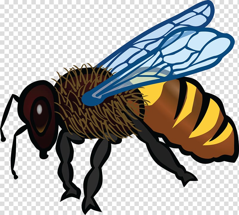 Honey bee Coloring book , Bee Gees transparent background PNG clipart