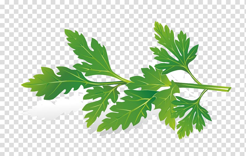 Herb , Celery leaves transparent background PNG clipart