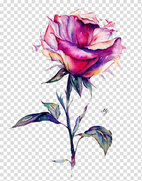 Free Download Pink And Purple Rose Flower Illustration Watercolor