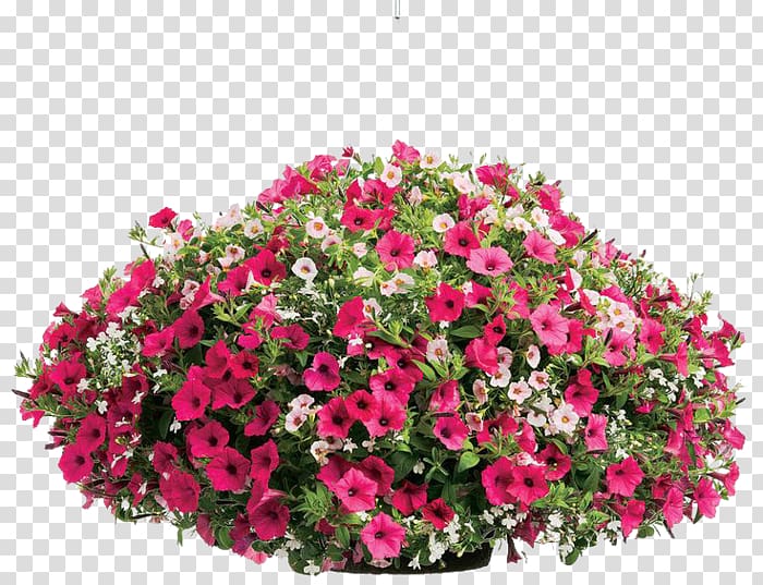 Container garden Annual plant Flowerpot Petunia, plant transparent background PNG clipart