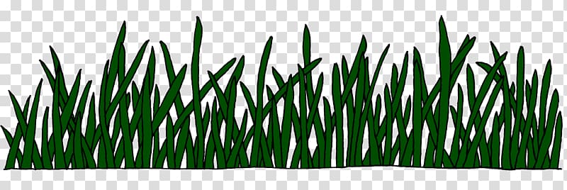 Sweet Grass Vetiver Commodity Wheatgrass Chrysopogon, real grass transparent background PNG clipart