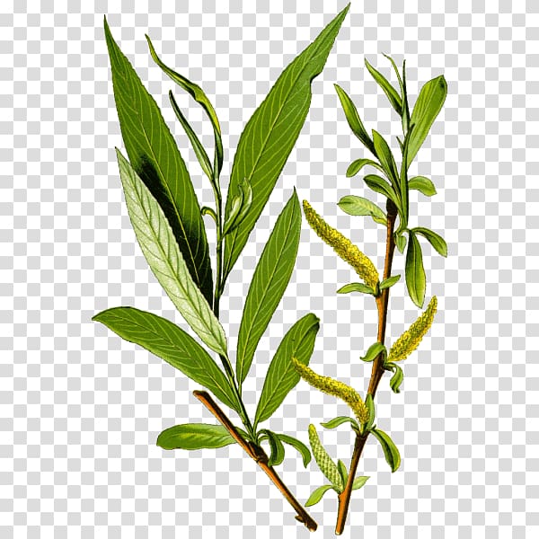 White willow Salicin Herb Bark Aspirin, salix alba leaf transparent background PNG clipart