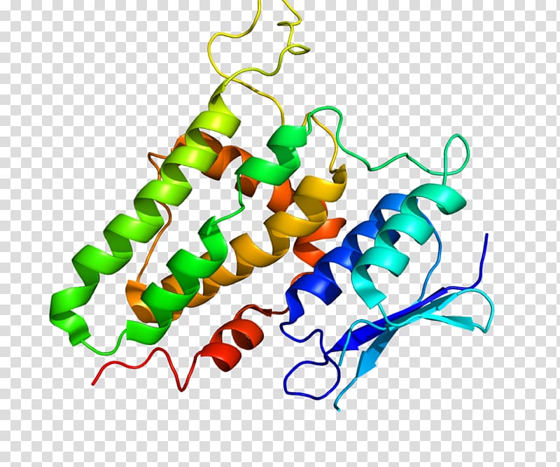 CLIC2 Protein Gene Human Chloride channel, transparent background PNG clipart