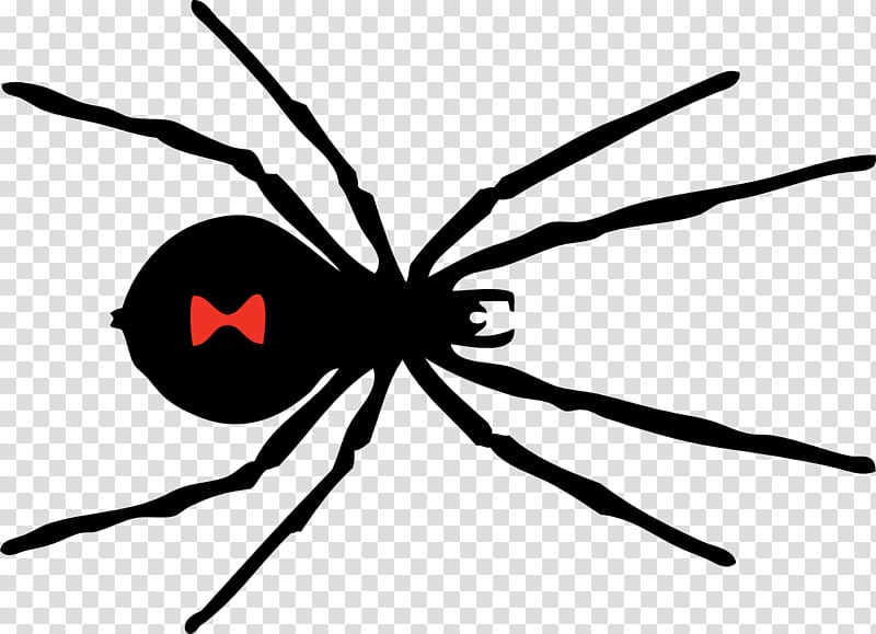 Southern black widow Spider , Spider transparent background PNG clipart