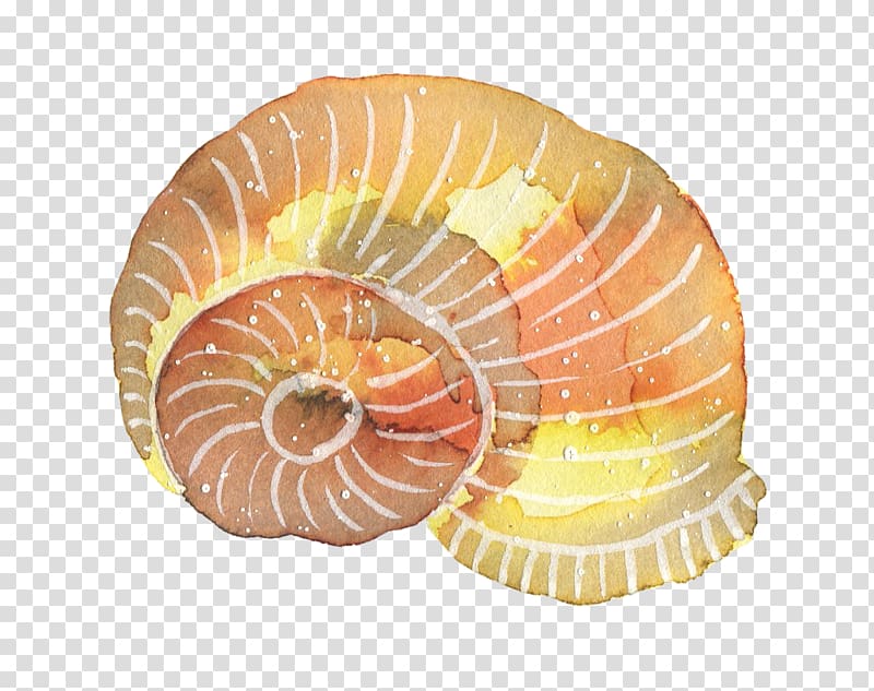 Watercolor painting, conch transparent background PNG clipart
