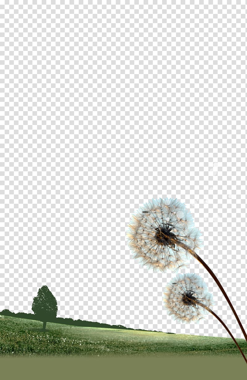 Poster uc0acub791ud560 ub550 ubcc4uc774 ub418uace0(ud070uae00uc790ucc45) Template, Dandelion landscape transparent background PNG clipart