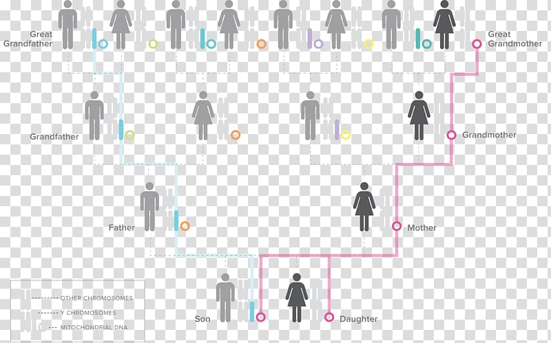 Human Y-chromosome DNA haplogroup Y chromosome Mitochondrial DNA Genographic Project, others transparent background PNG clipart