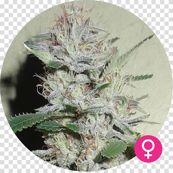 Cannabis Northern Lights White Widow Seed Cannabaceae, power plants transparent background PNG clipart
