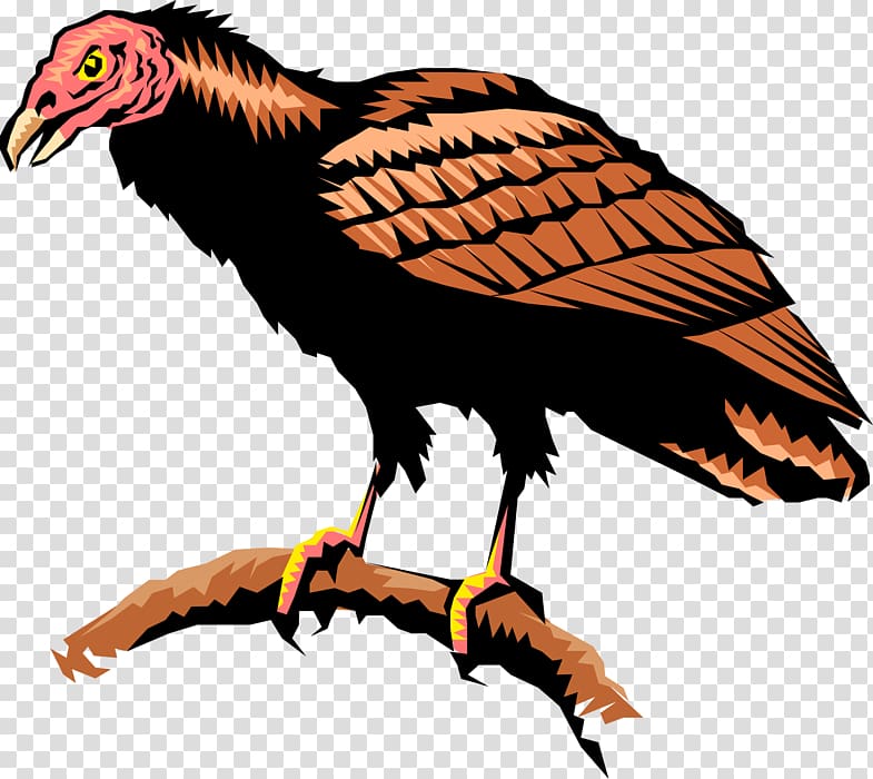Turkey vulture Andean condor Hawk , eagle transparent background PNG clipart