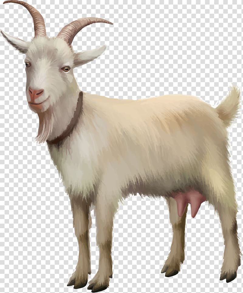 White goat, Rove goat Sheep illustration, kawaii goat transparent ...