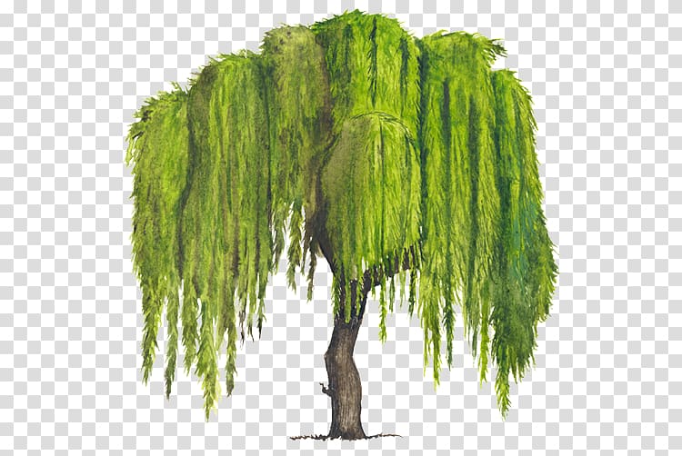 green leafed tree, Tree Weeping willow Woody plant Drawing, arboles transparent background PNG clipart
