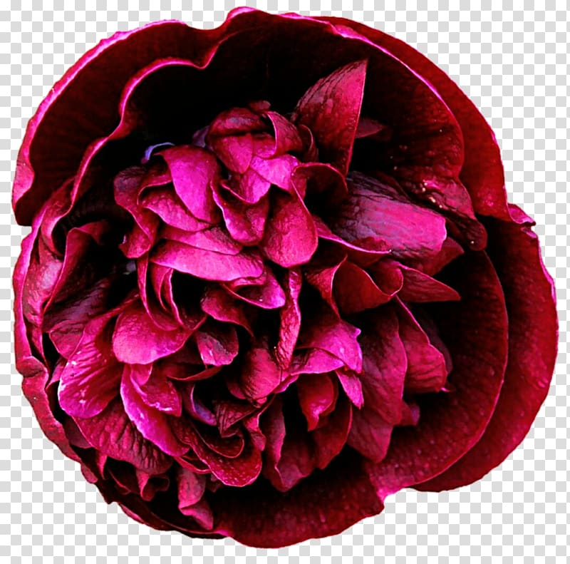Garden roses Tree peony , peony daquan transparent background PNG clipart