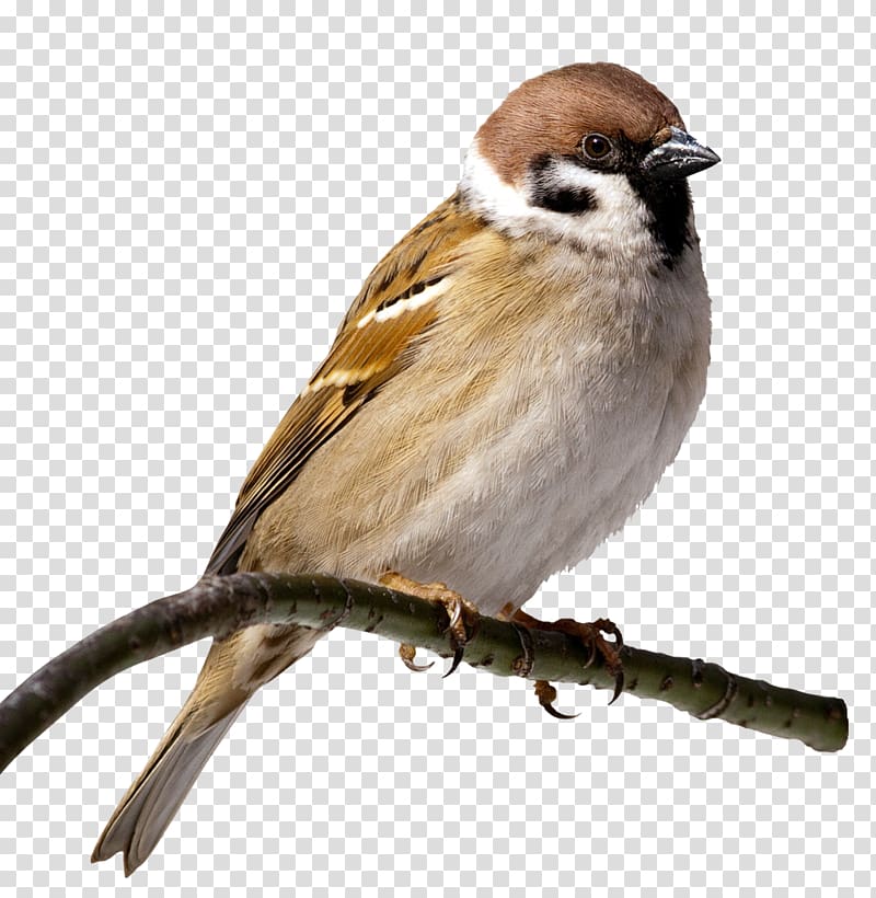 House Sparrow Bird , sparrow transparent background PNG clipart