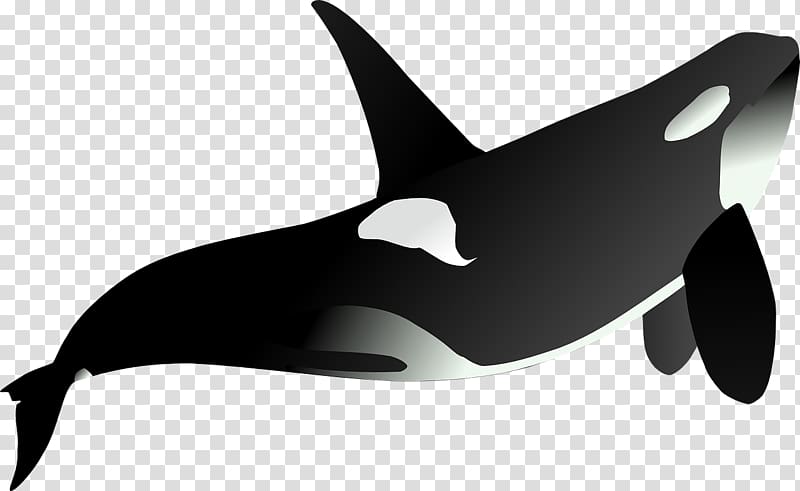 Killer whale , Black tiger shark transparent background PNG clipart