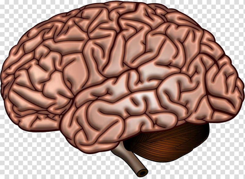 Lobes of the brain Neuropsychology Agy Organ, brains transparent background PNG clipart