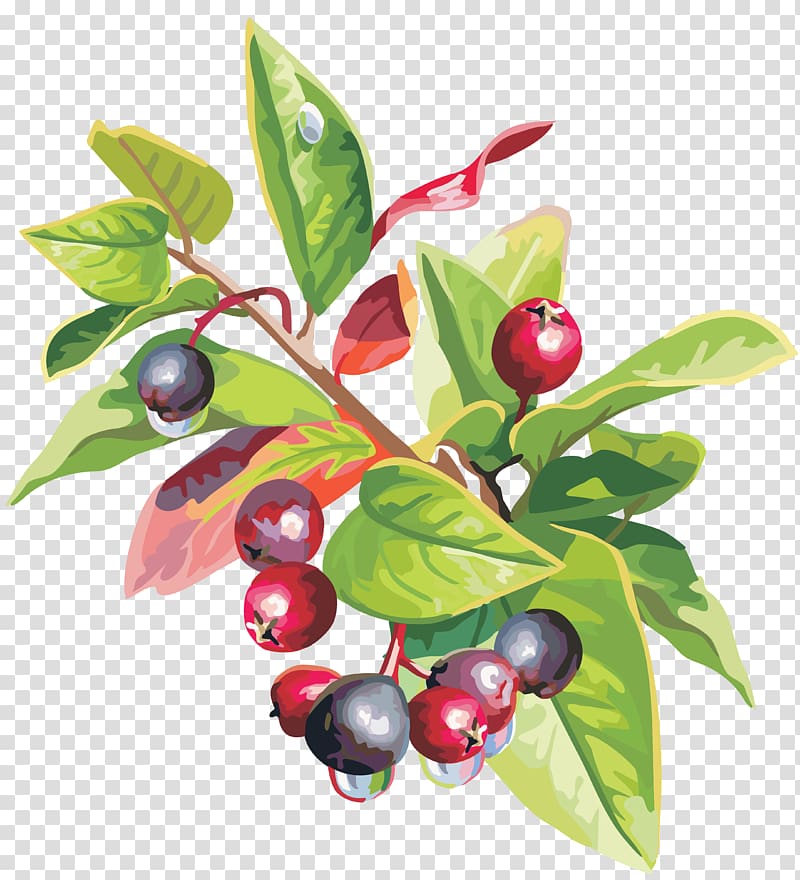 Lingonberry Fruit Food , berries transparent background PNG clipart