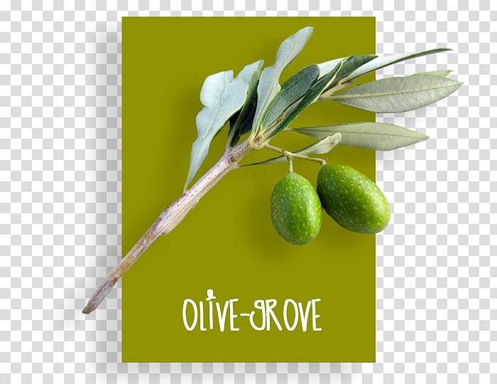 Olive oil Product Brand Olive + M, Olive Grove transparent background PNG clipart